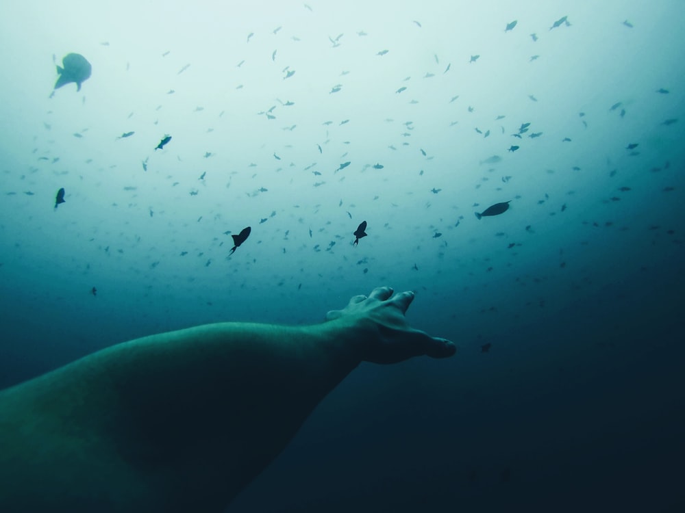 mano della persona sott'acqua che raggiunge sopra l'acqua