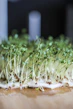 green plant on brown wooden table