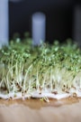 green plant on brown wooden table