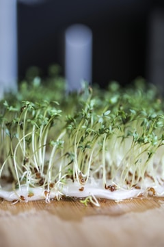 Delicate green sprouts with thin stems and small leaves are growing densely from a white medium. Some of the brown seeds from which they have sprouted are visible. The background is blurred, focusing attention on the vibrant fresh sprouts.