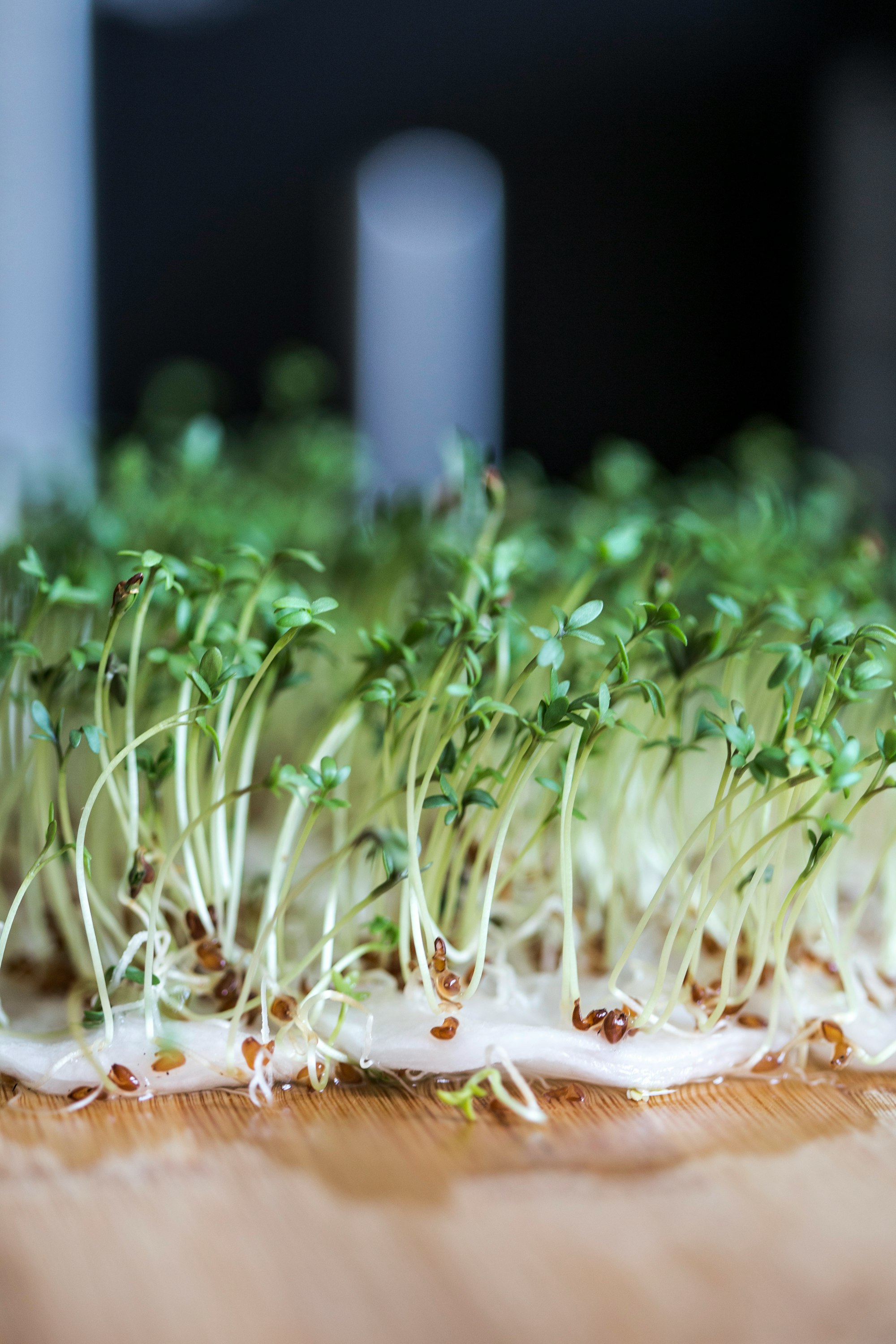 sprouting alfalfa, alfalfa sprouts