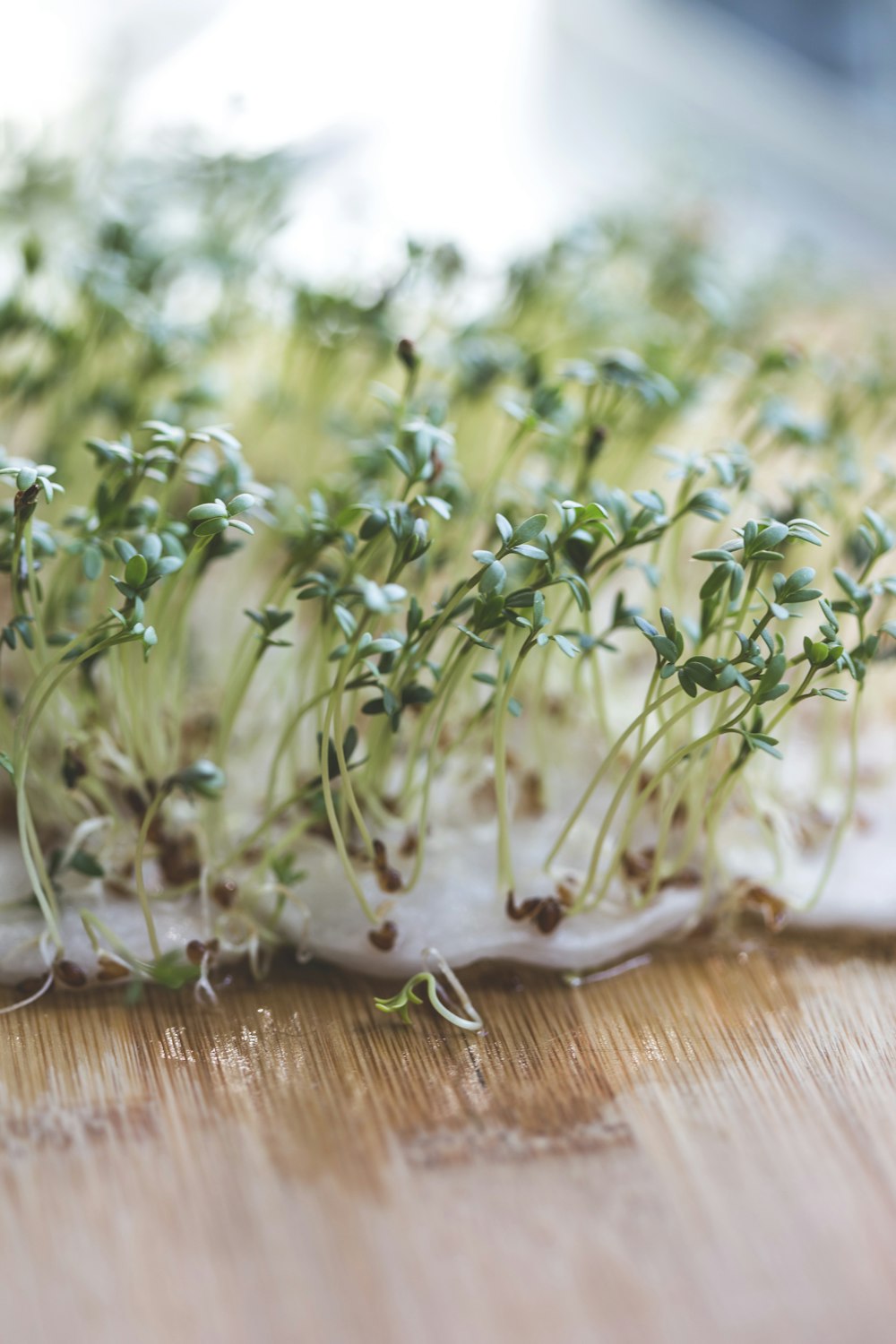 green plant on brown wooden table