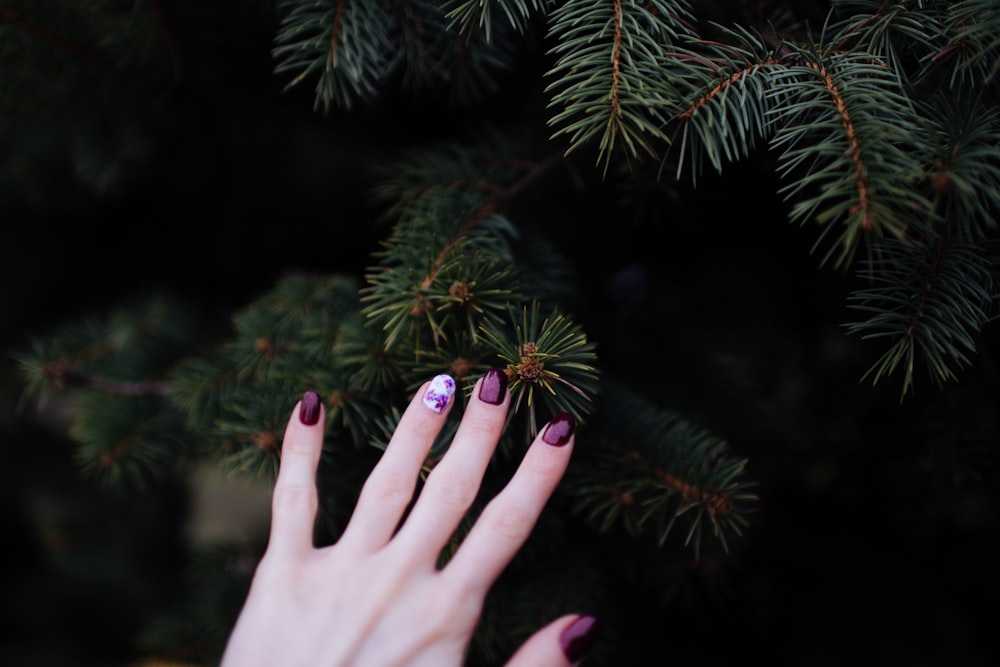 person touching green plant