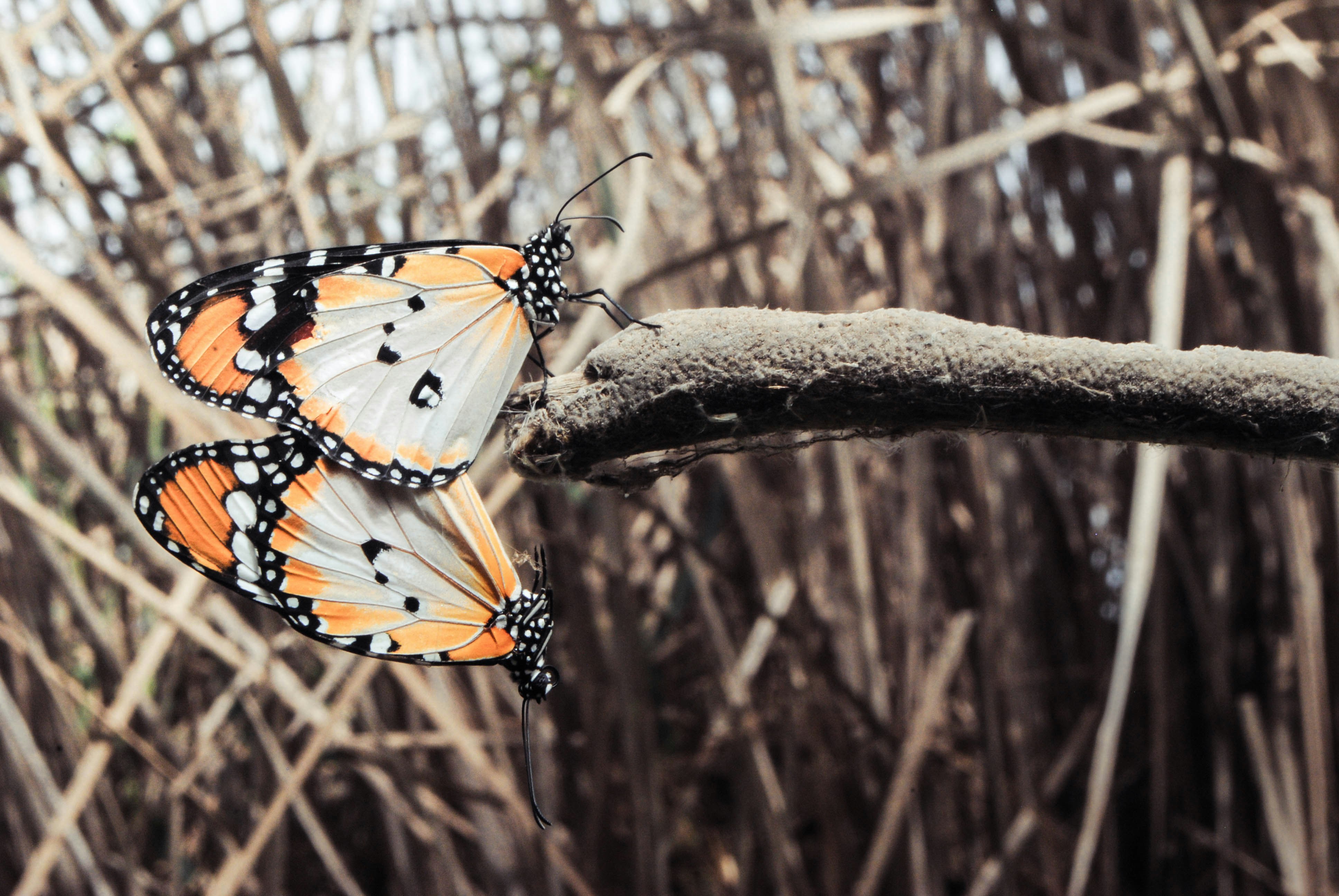 Free Unsplash photo from diana tanase