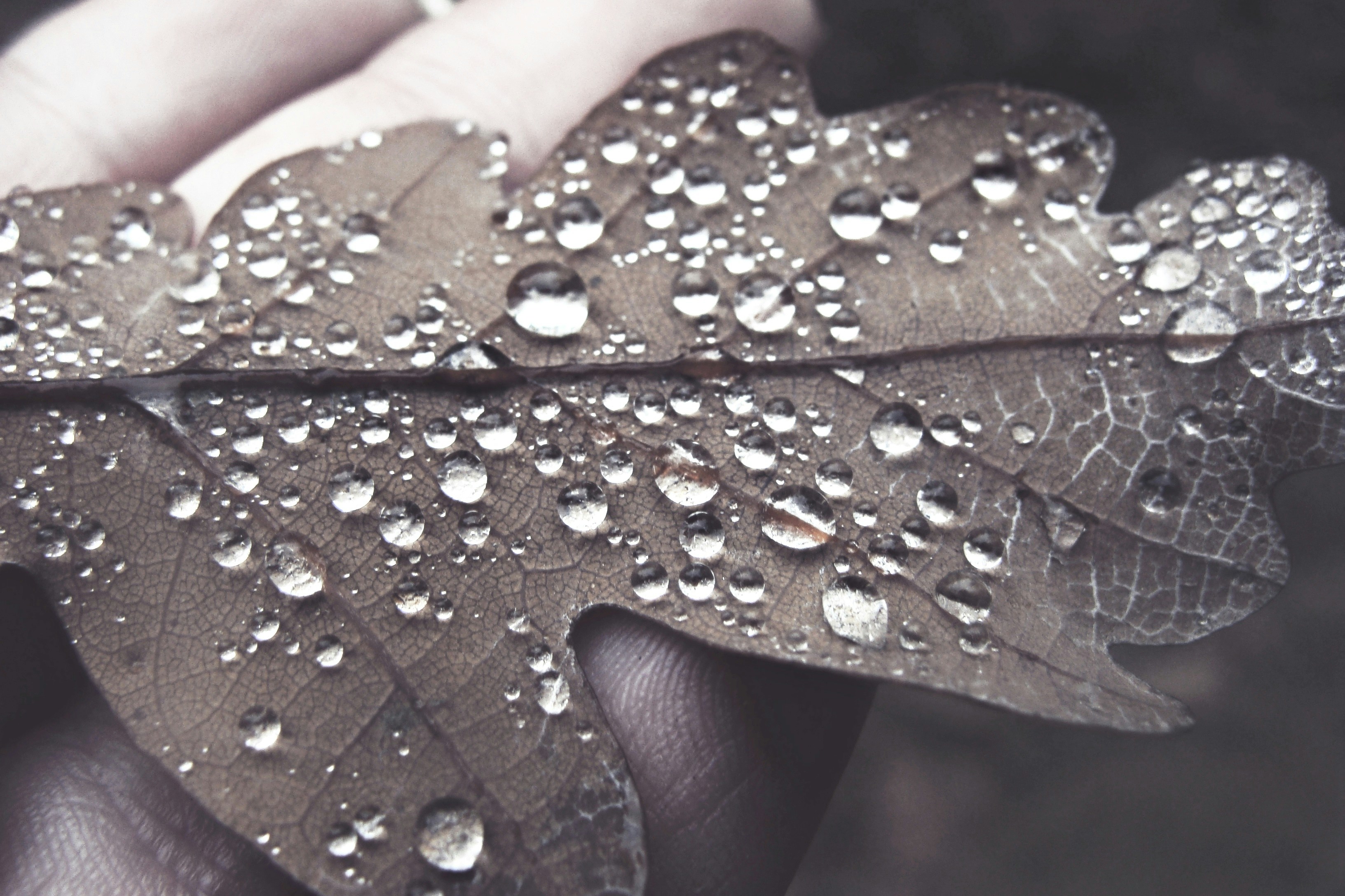 Free Unsplash photo from diana tanase