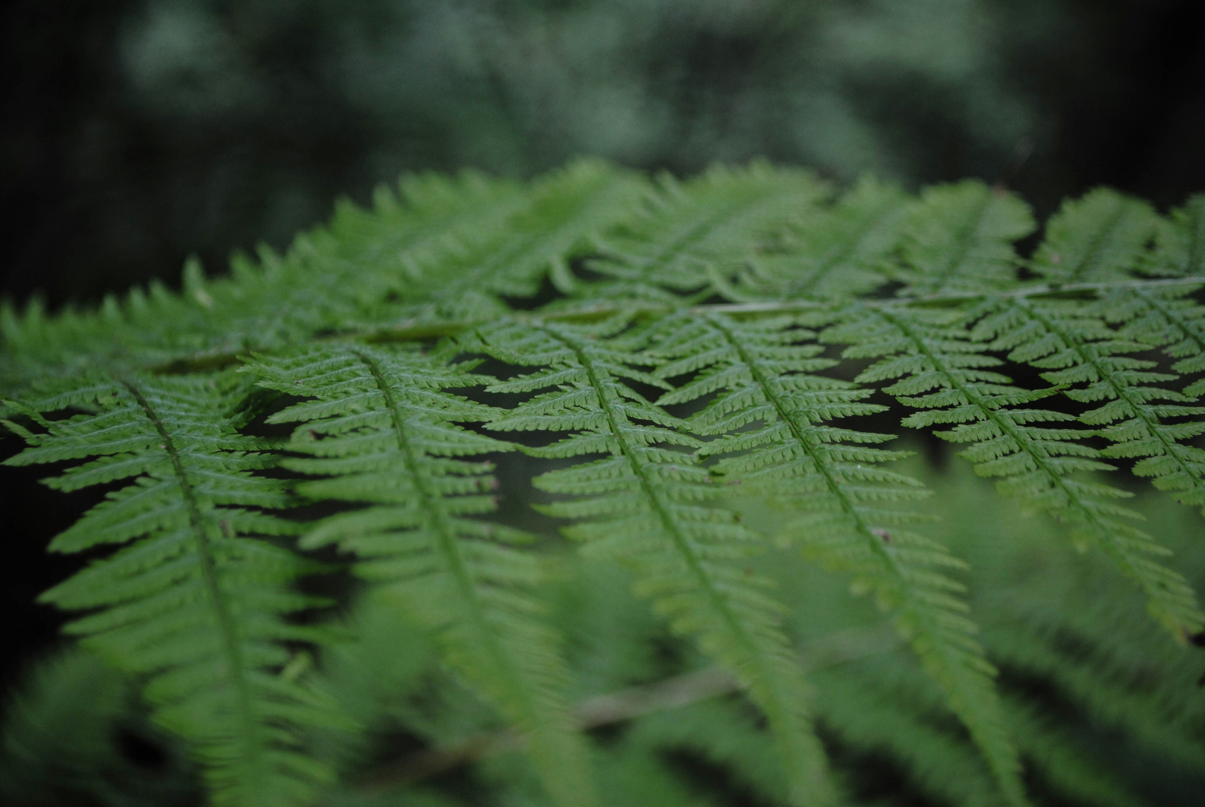 Free Unsplash photo from diana tanase