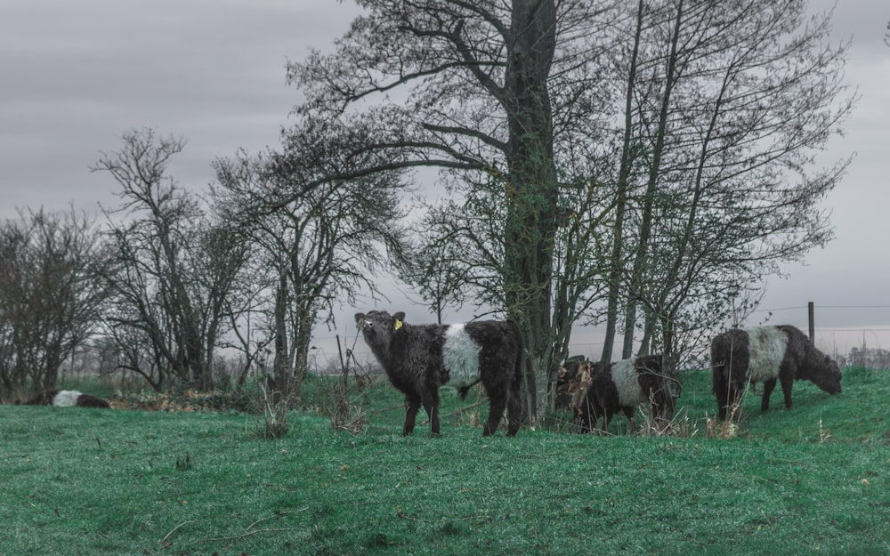 vaca branca e preta no campo de grama verde perto de árvores nuas durante o dia