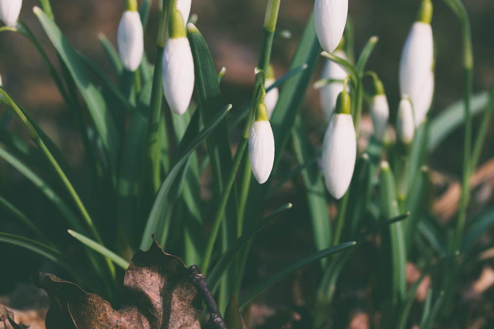 white flower buds