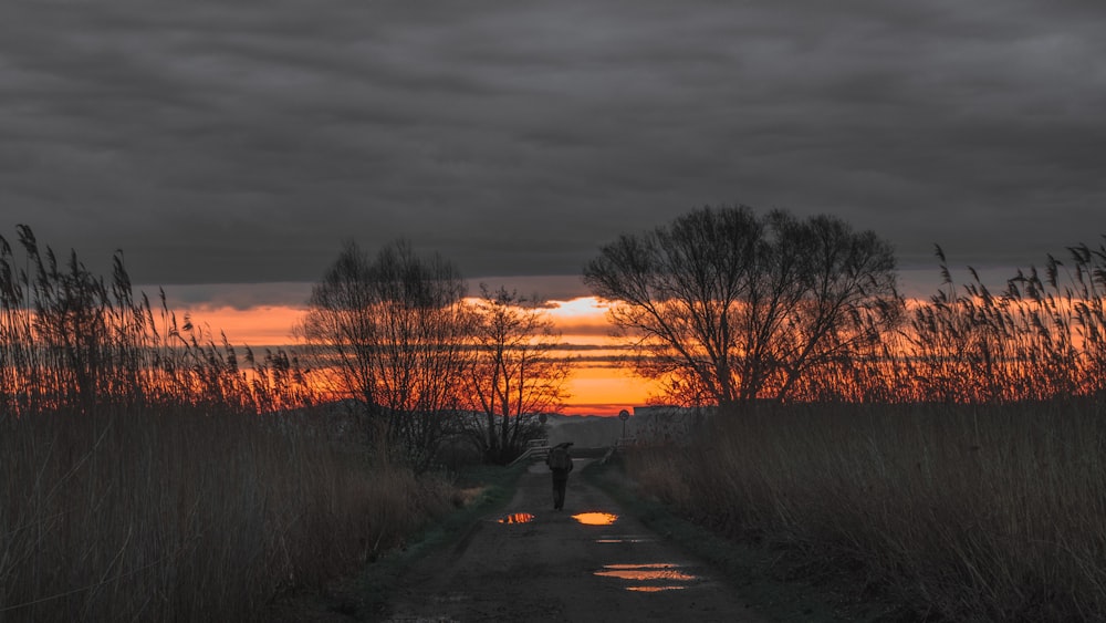 silhouette of person walking on road between bare trees during sunset