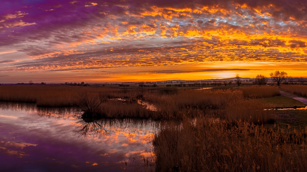 leafless trees on grass field near body of water during sunset