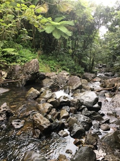 A serene jungle stream winding through moss-covered rocks