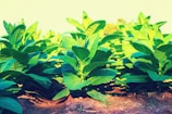 Rows of lush garden plots framed by morning sunlight and rich soil.