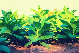 Lush green plants with broad leaves grow in neat rows under sunlight. The soil appears rich and freshly tilled, providing a vibrant contrast to the bright leaves.