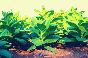 Close-up of freshly weeded garden beds showing neat rows and healthy plants