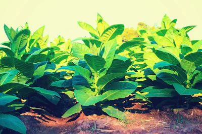 Healthy crops flourishing under bright sunlight after organic fertilization.