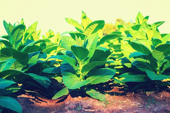 Lush green plants with broad leaves grow in neat rows under sunlight. The soil appears rich and freshly tilled, providing a vibrant contrast to the bright leaves.
