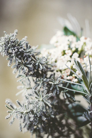 A serene scene of natural ingredients like herbs and flowers arranged artistically with soft golden light.