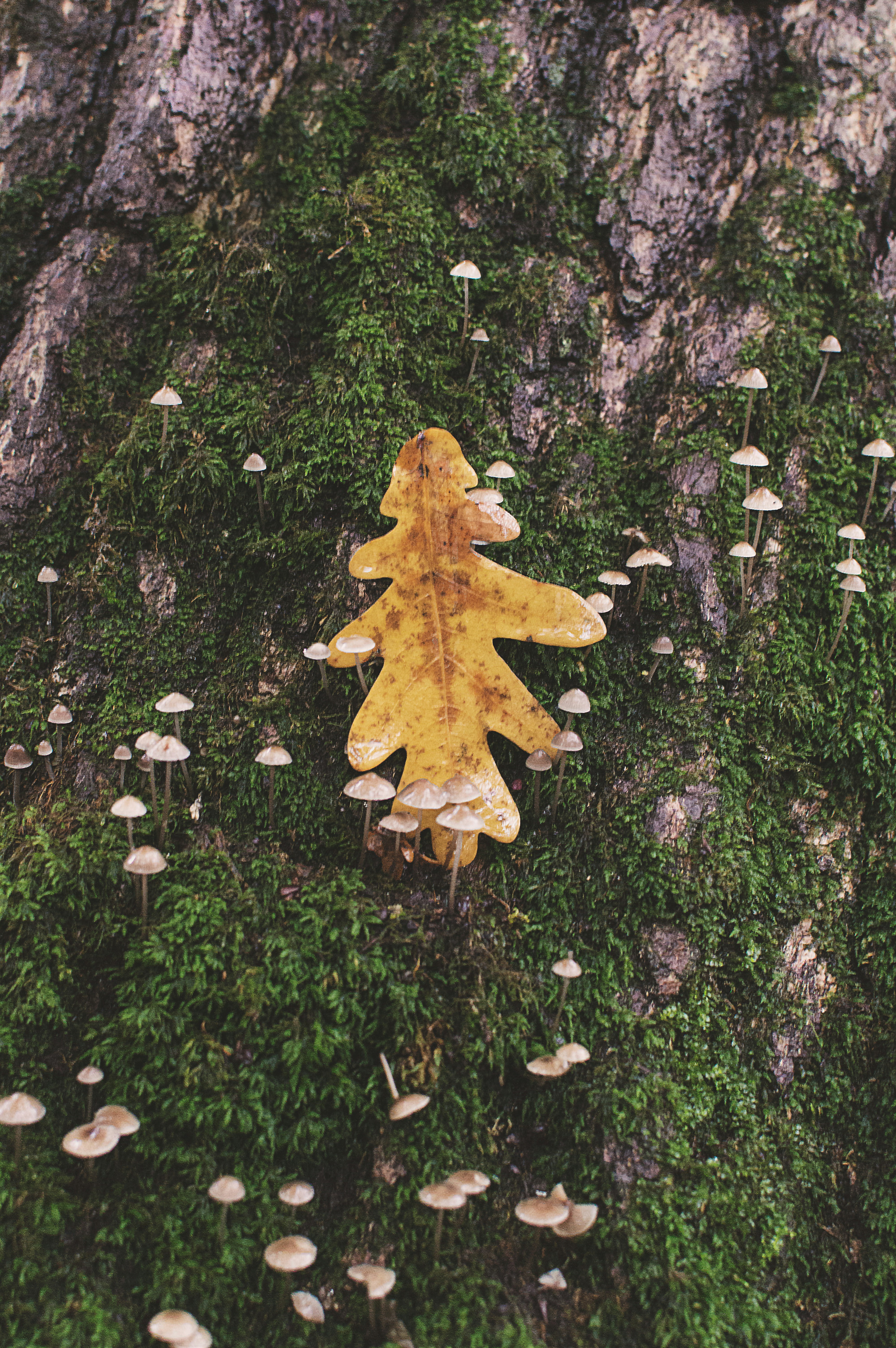 Oak Leaf Pictures Download Free Images on Unsplash