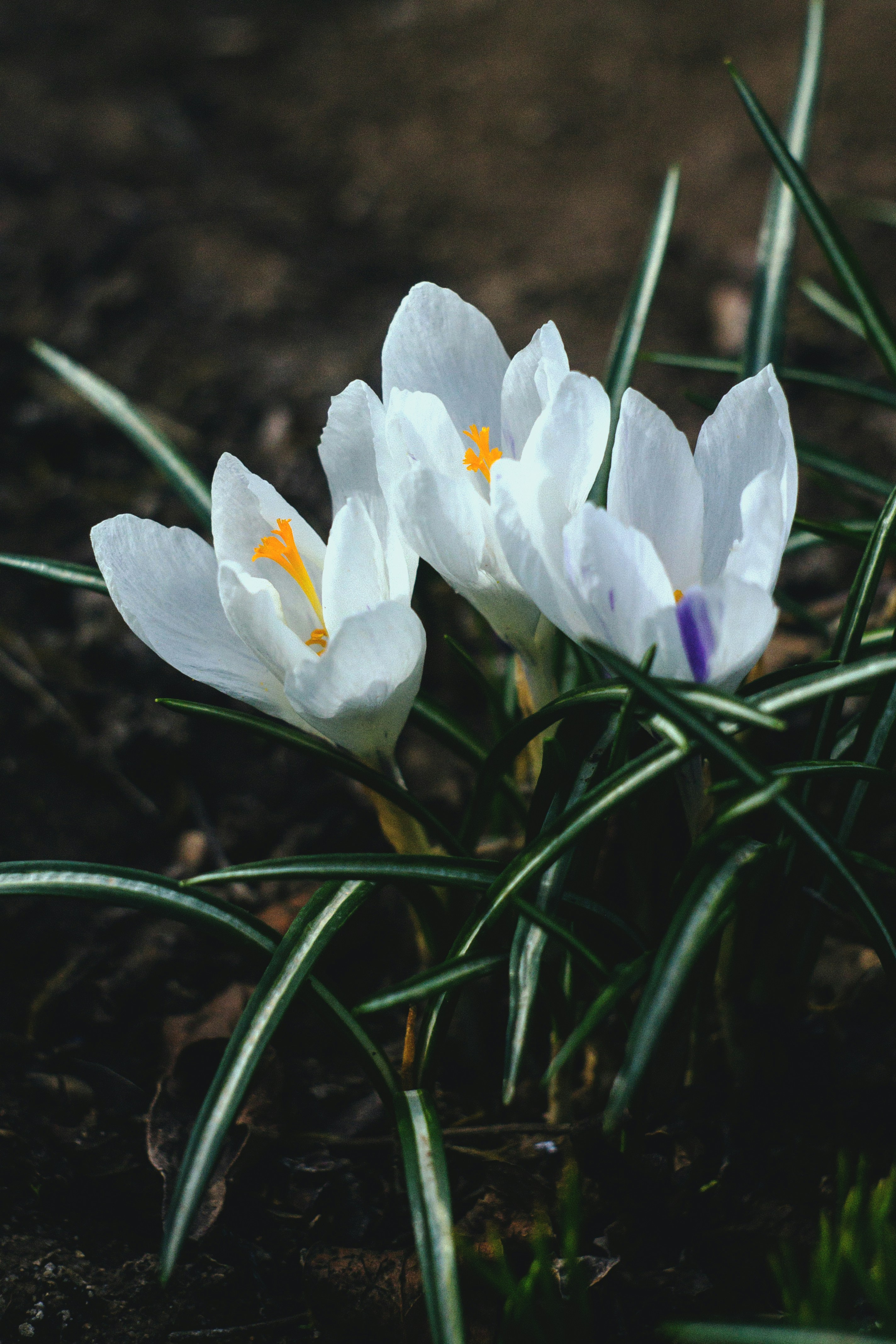 Free Unsplash photo from Roksolana Zasiadko