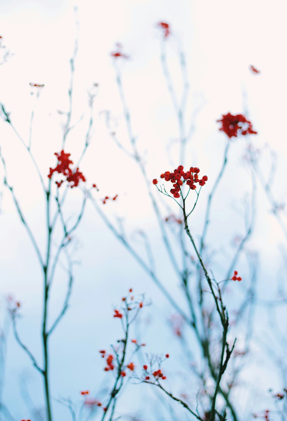 Photographie en gros plan de plante à fleurs rouges