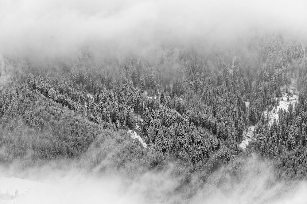 Graustufenfoto von Bäumen aus der Vogelperspektive