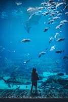 Aquarium Kaiyukan