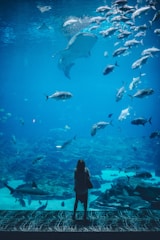 A person stands in front of a large aquarium filled with various fish swimming gracefully. The water is a deep blue, creating a serene and immersive atmosphere. Large fish, including a prominent manta ray, glide through the water, and a variety of smaller fish move in schools. The scene conveys a sense of wonder and tranquility as the viewer appears captivated by the aquatic life.