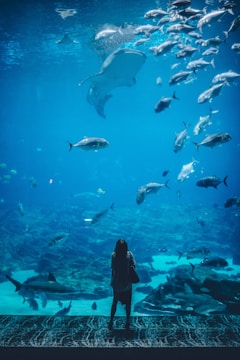 A person stands in front of a large aquarium filled with various fish swimming gracefully. The water is a deep blue, creating a serene and immersive atmosphere. Large fish, including a prominent manta ray, glide through the water, and a variety of smaller fish move in schools. The scene conveys a sense of wonder and tranquility as the viewer appears captivated by the aquatic life.