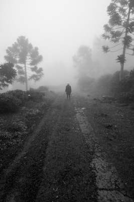 A solitary figure walks along a misty and desolate path. Tall trees with sparse foliage line the route, creating an eerie atmosphere. The surrounding fog obscures the background, adding a sense of mystery and isolation.
