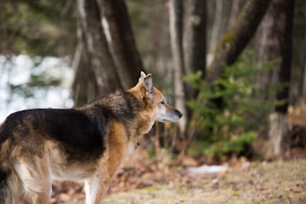 A German Shepherd dog is standing in a forested area, looking attentively to the side. The background is a natural setting with trees and foliage, creating a serene and peaceful environment.