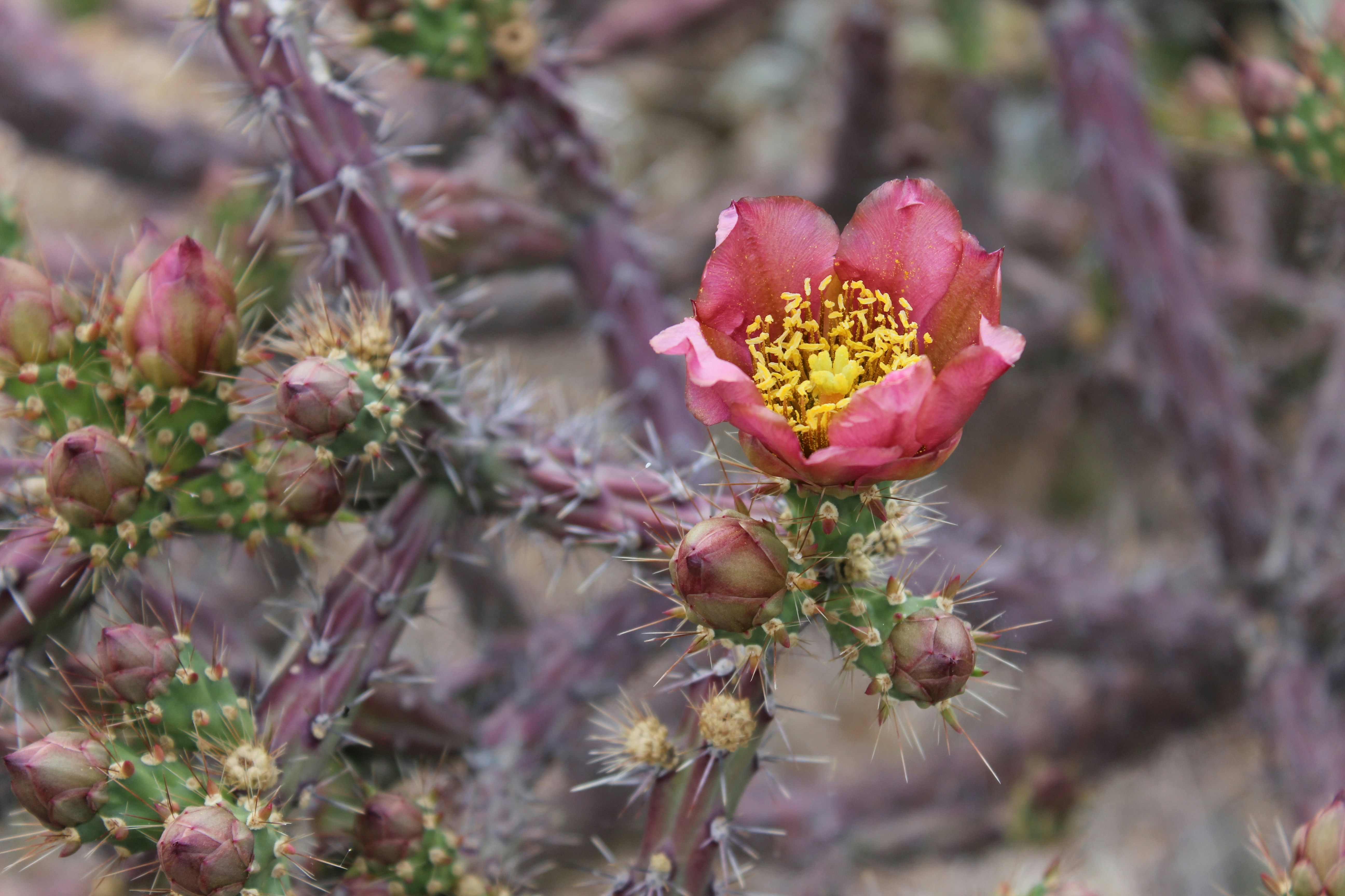 Free Unsplash photo from Amanda Gates