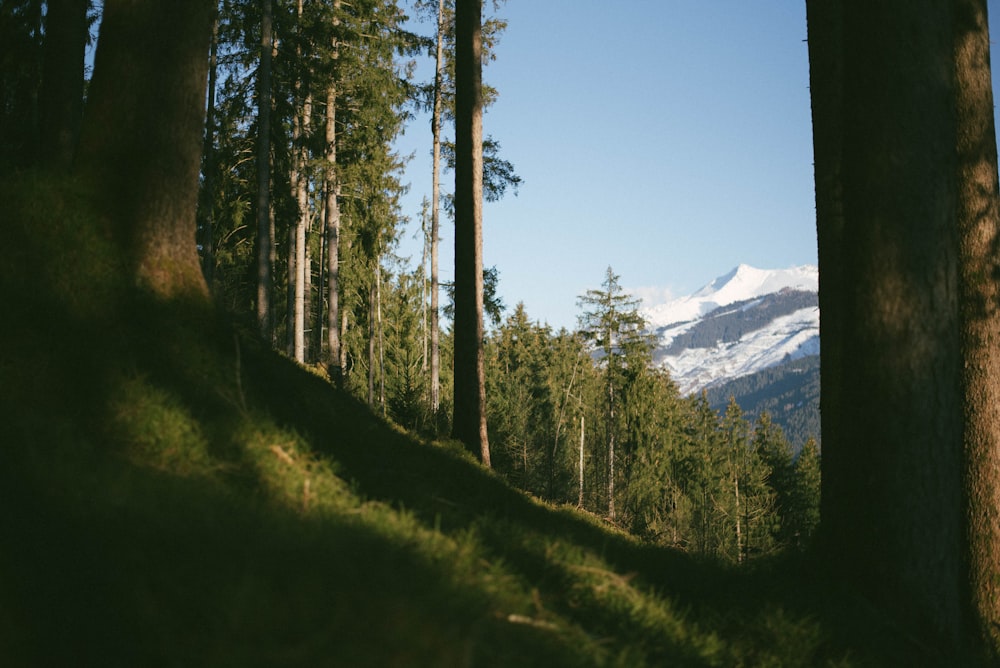 forest and snow-covered mountains during daytime