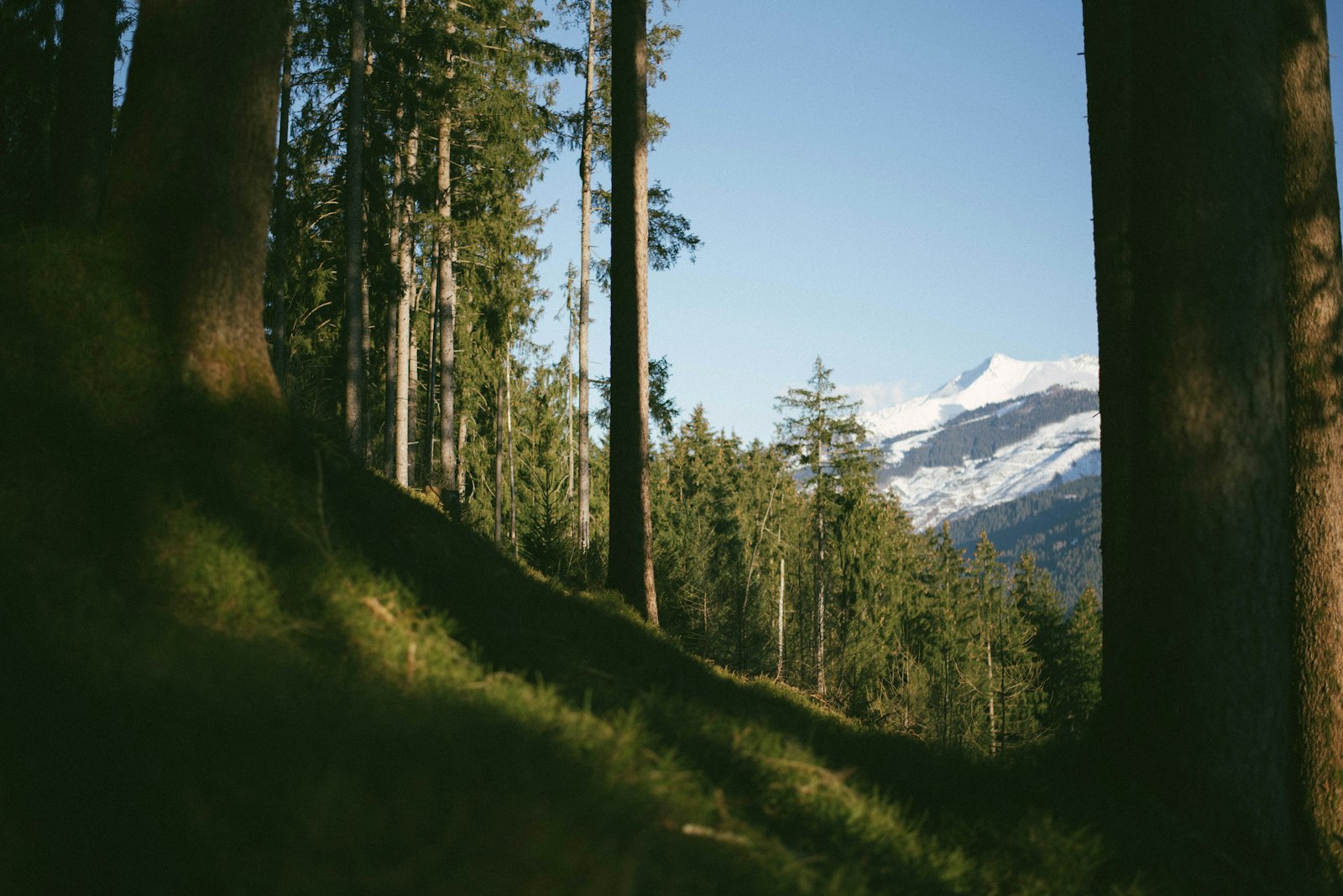 Nikon D750 + Nikon AF-S Nikkor 50mm F1.8G sample photo. Forest and snow-covered mountains photography