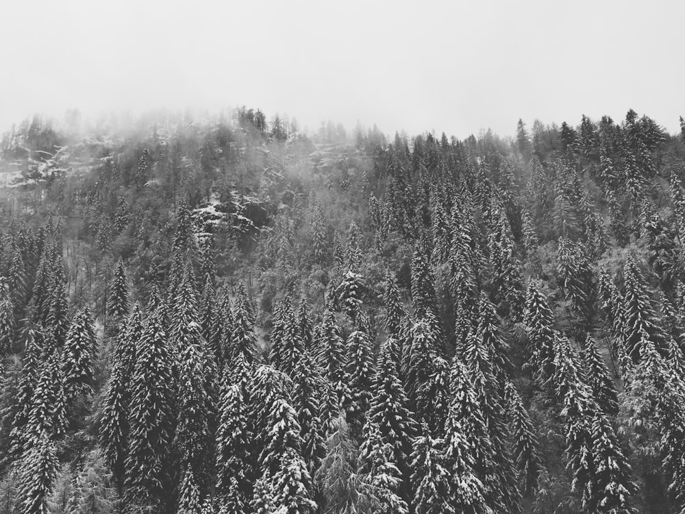 Fotografía a escala gris de un bosque de pinos