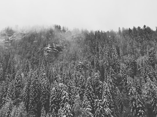 scale grey photography of pine tree forest in Lofer Austria