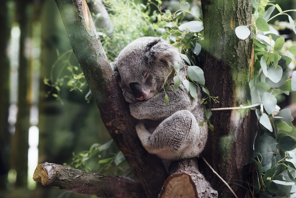 koala sleeping on tree branch