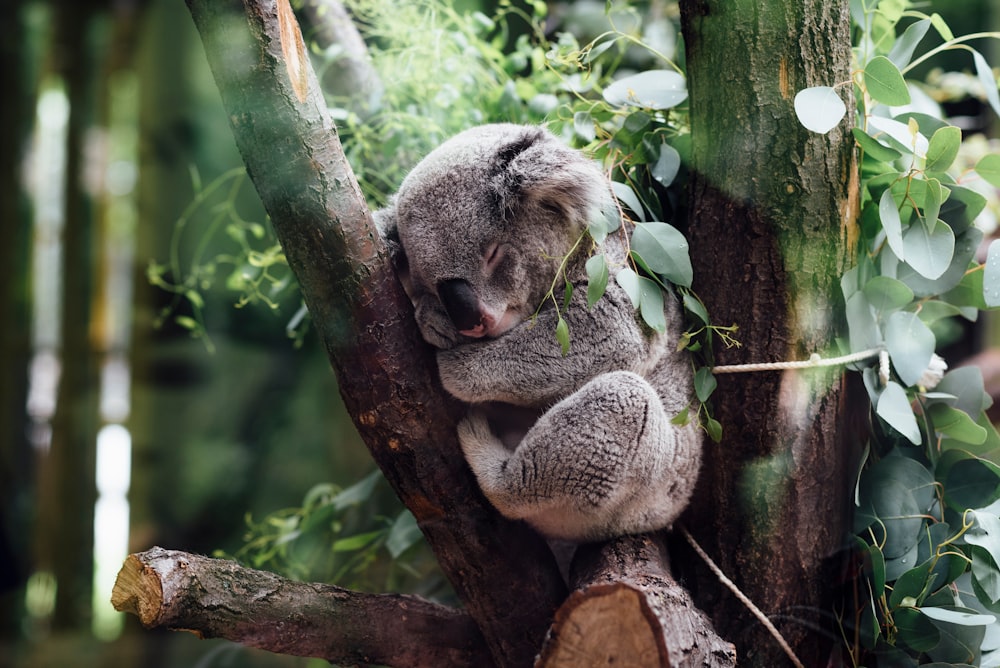 koala sleeping on tree branch