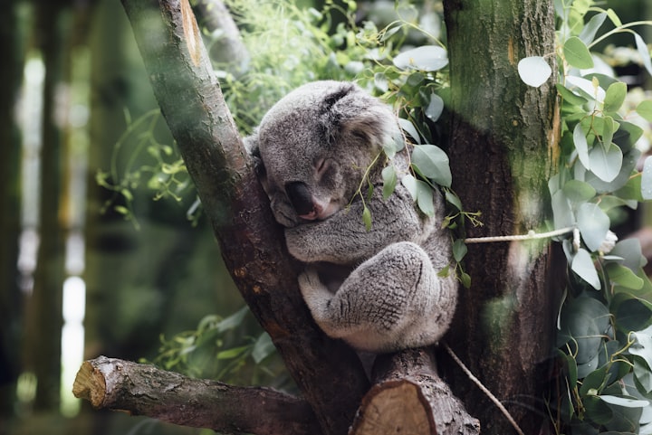 Criminal Koala