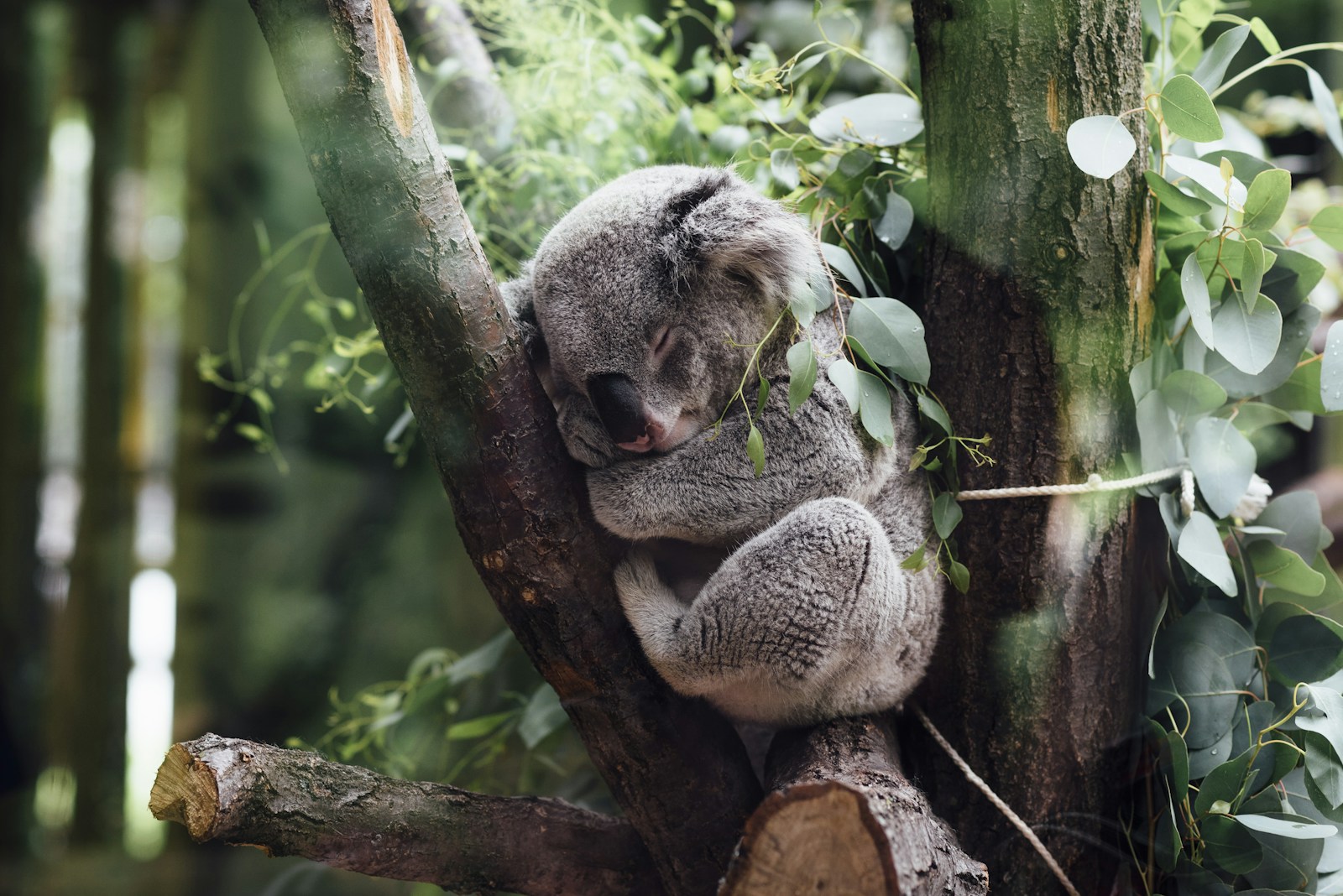 Koala in eucalyptus tree Victoria Australia