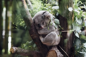 Koala in eucalyptus tree Australia
