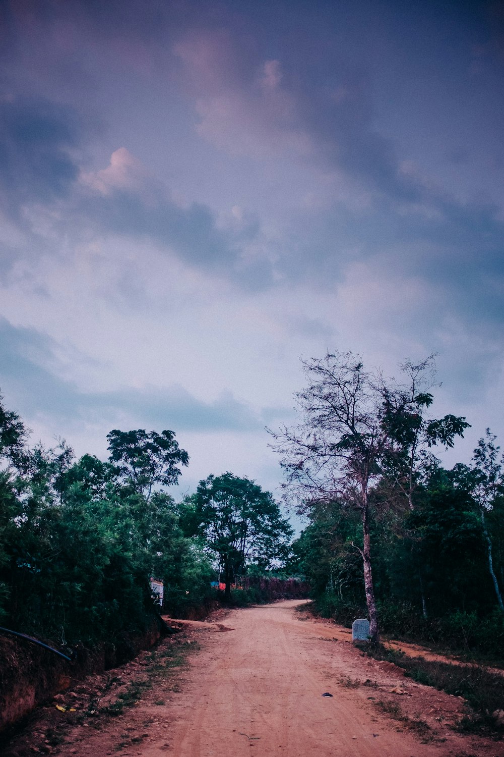 green trees under gray clouds