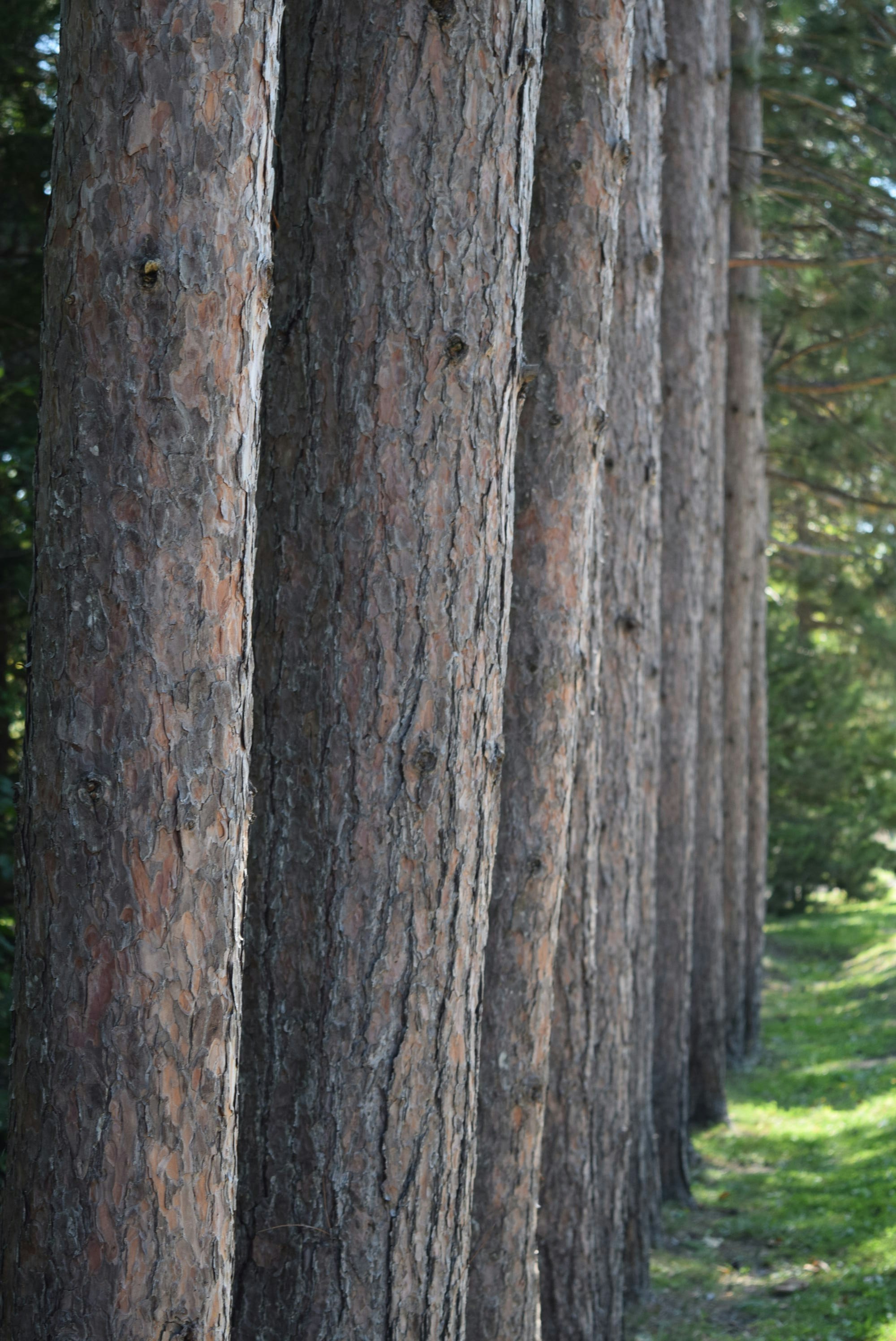 Free Unsplash photo from Denise Martell