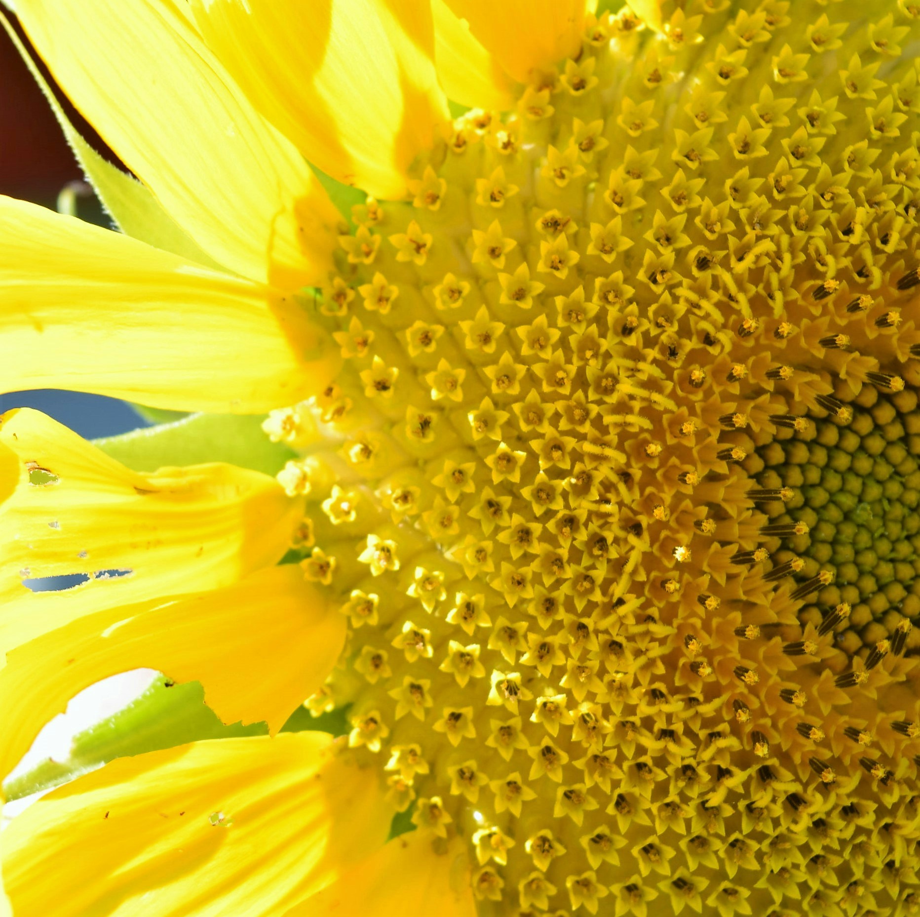 Free Unsplash photo from Denise Martell