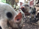 Two piglets in a natural setting with trees and rocks surrounding them. One piglet is up close, focusing on its face and ear, while the other stands behind with a curious expression.