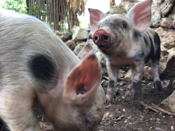 Two piglets in a natural setting with trees and rocks surrounding them. One piglet is up close, focusing on its face and ear, while the other stands behind with a curious expression.