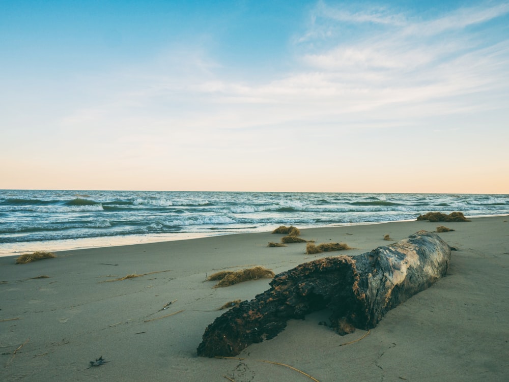 Madera marrón cerca de la costa durante el día