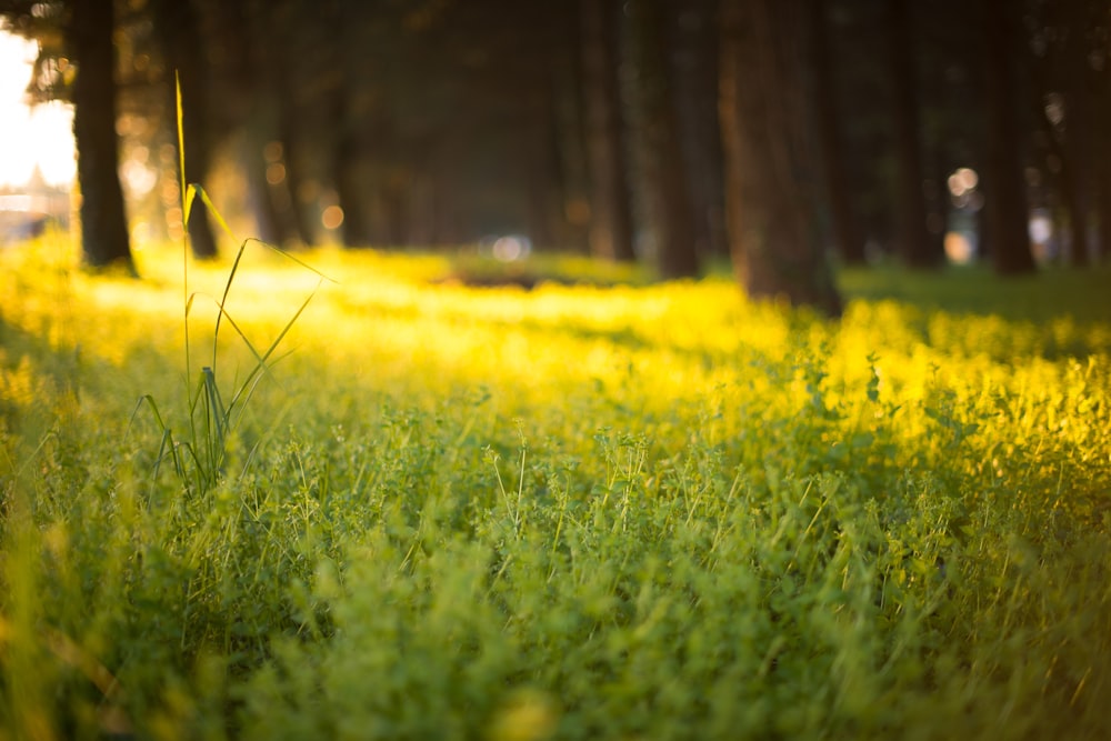 selective focus photography of grass field