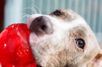 A close-up of a dog holding a bright red toy in its mouth. The dog's eyes are large and expressive, and its fur is short and smooth, showcasing a mix of gray and white colors. The background is softly blurred, drawing focus to the dog.