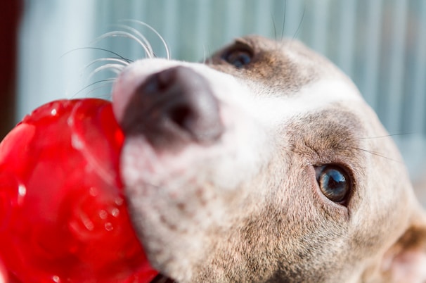A close-up of a dog holding a bright red toy in its mouth. The dog's eyes are large and expressive, and its fur is short and smooth, showcasing a mix of gray and white colors. The background is softly blurred, drawing focus to the dog.