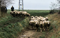 Local shepherd guiding a flock of sheep along a winding trail in the highlands.